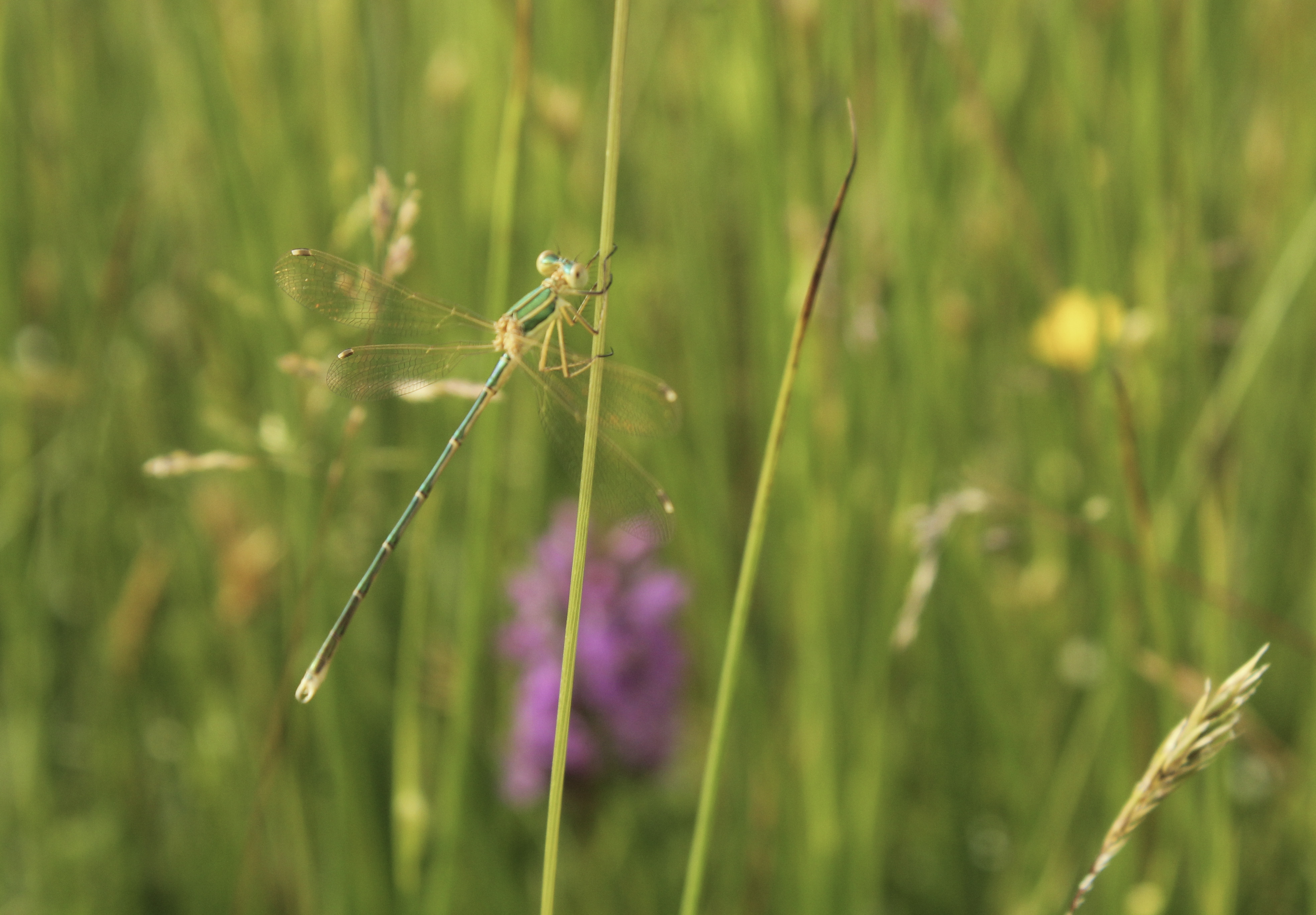 Welke juffer is dit!